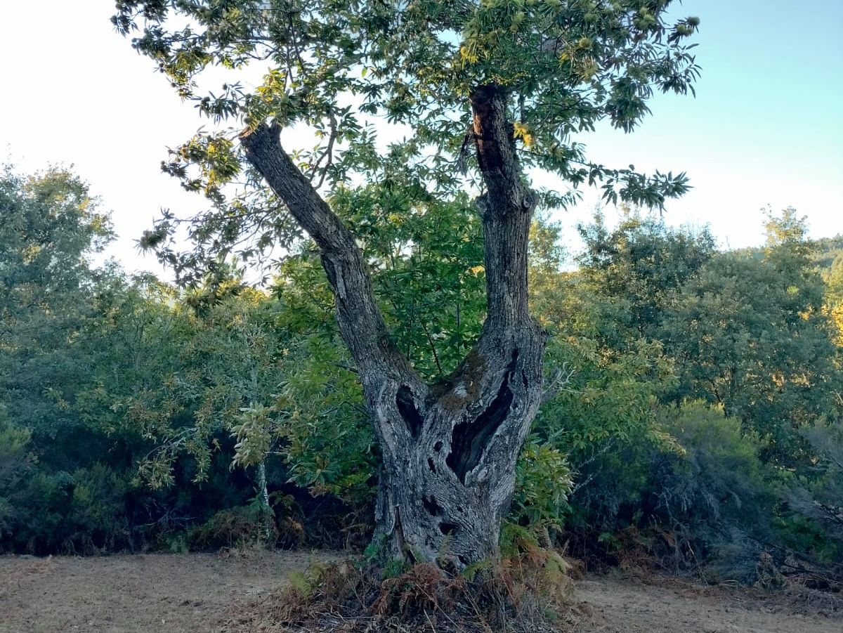 Árbol