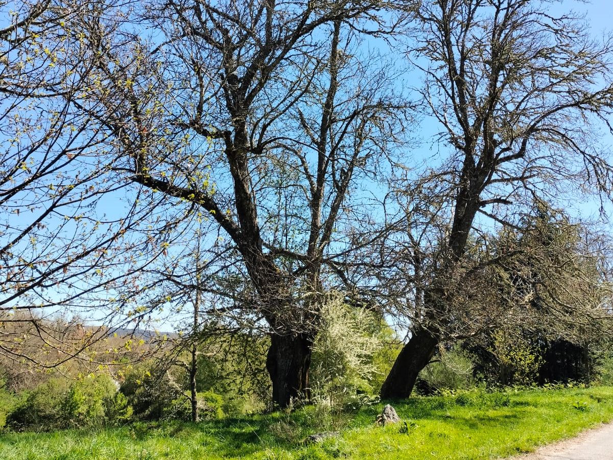 Árbol